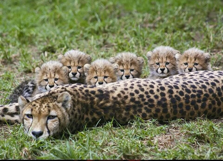 leopard.png