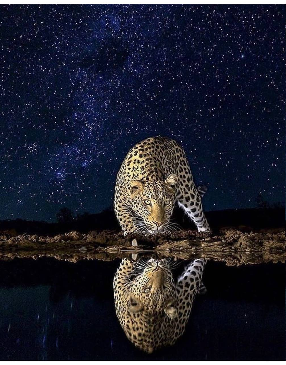 leopard reflect.png