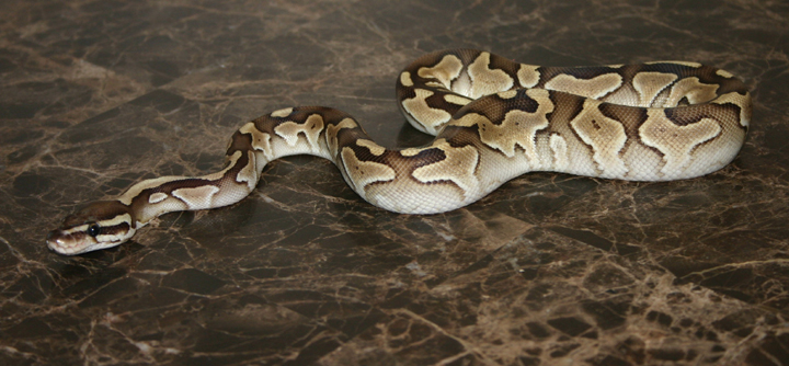 Lesser Plat 02.jpg