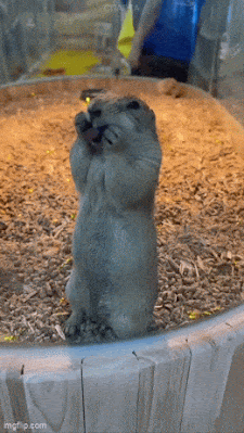 ,lick.gif