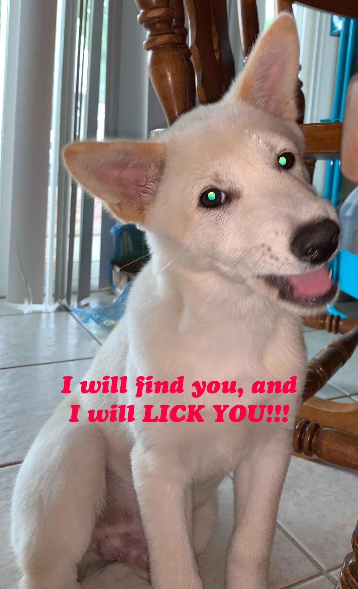 lick.jpg