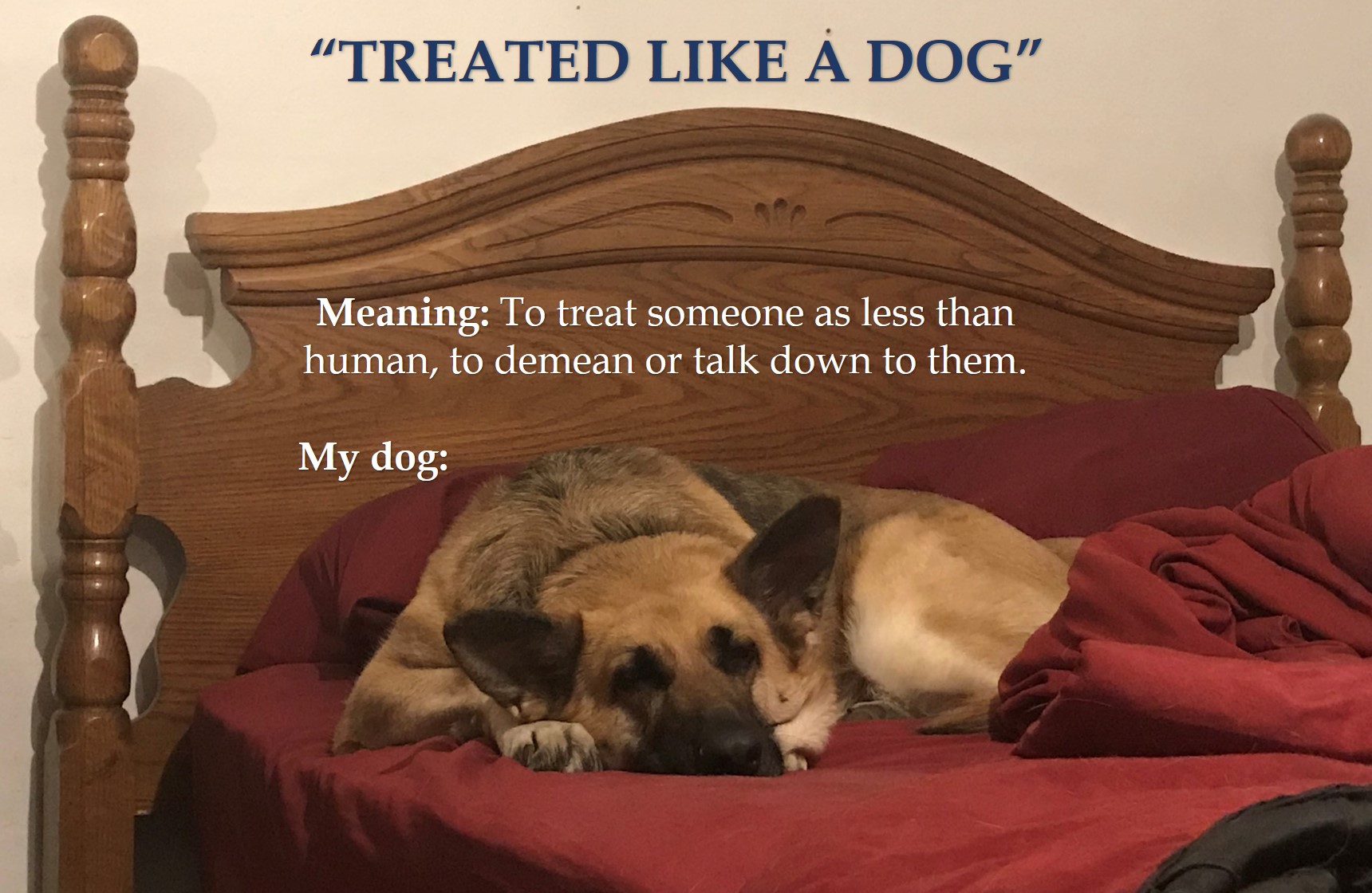 Like a dog.jpg