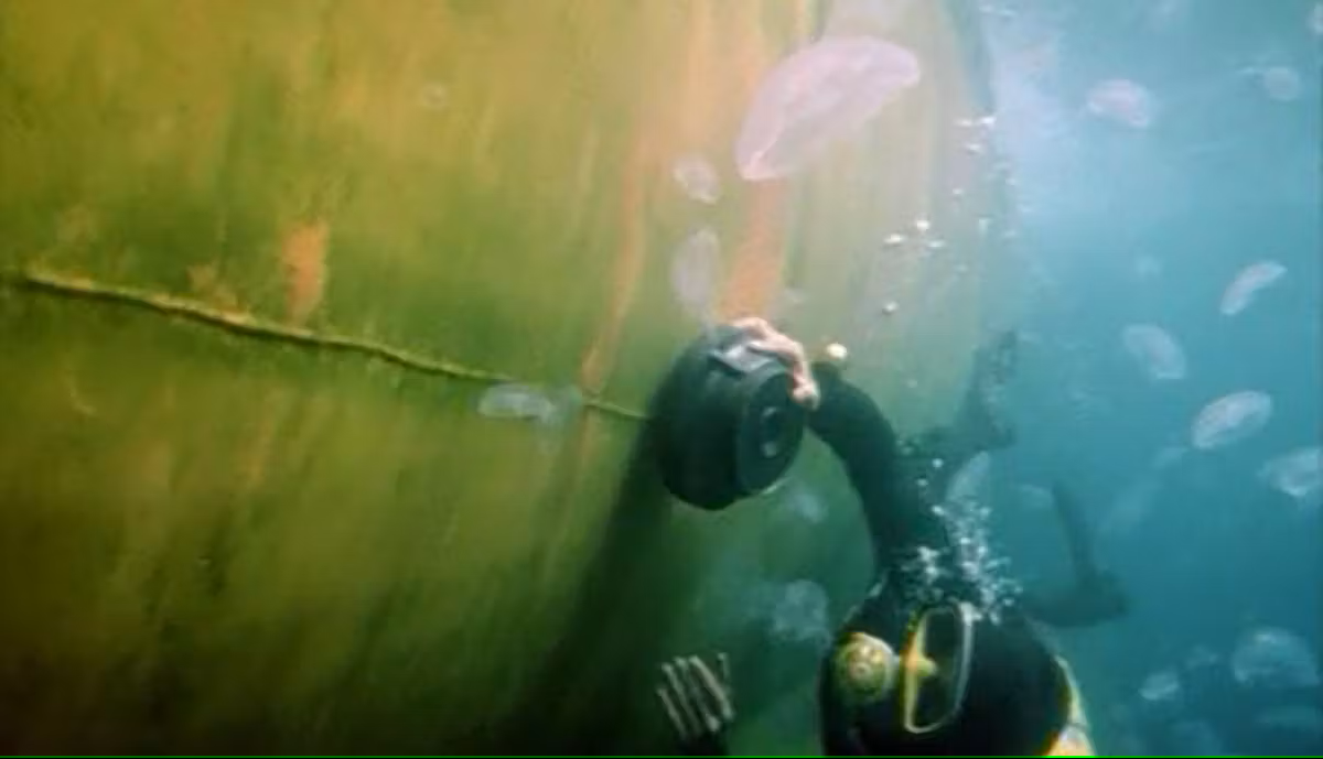 limpet.png