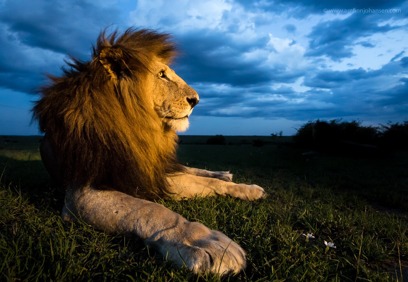 lion.jpg
