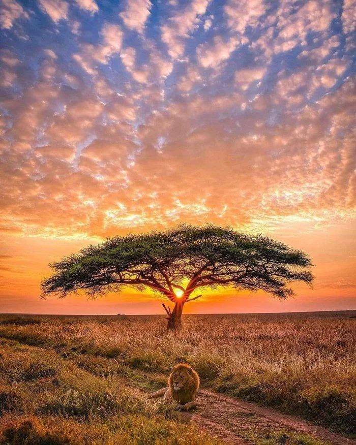 lion tree.jpeg