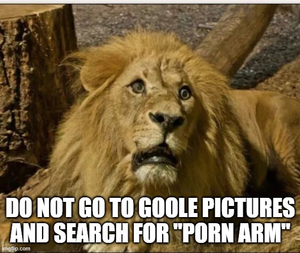 lion3.jpg