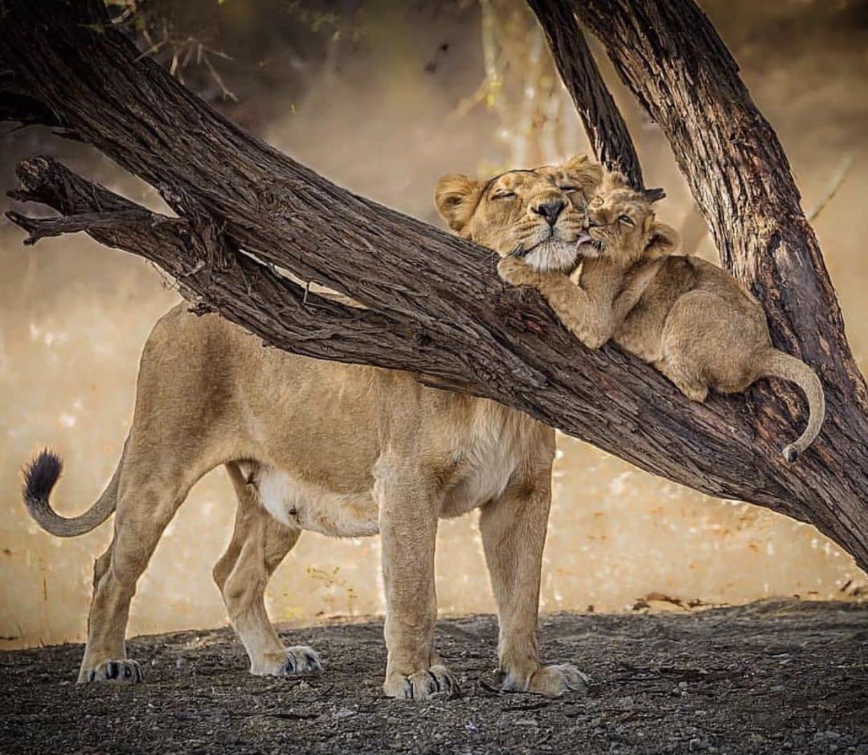 lions.jpg