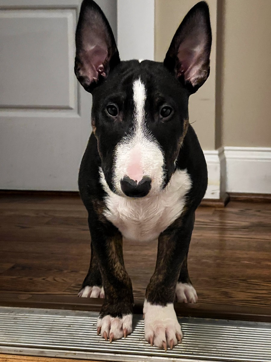 loki.jpeg