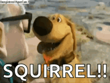 look squireel gif.gif