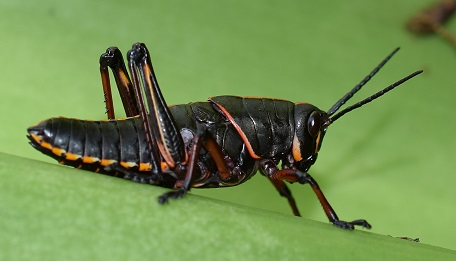 lubber-nymph-2014-06-13-12.47.04.jpg
