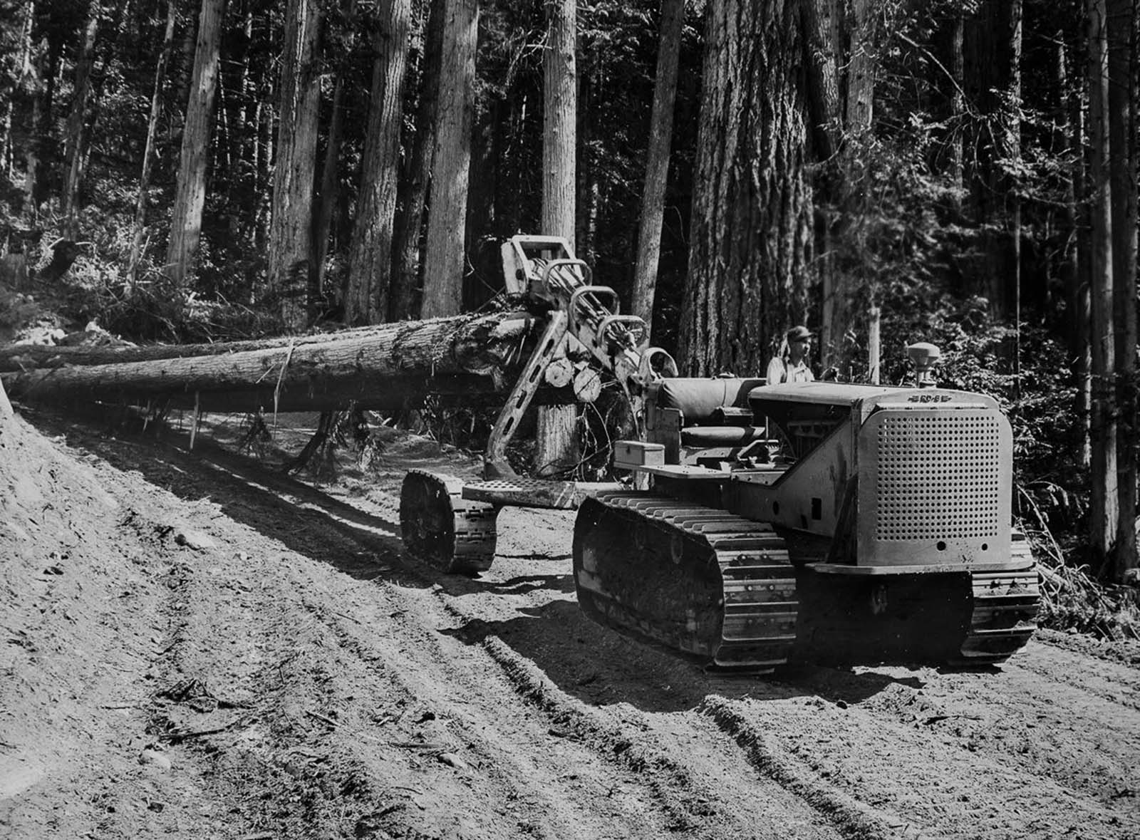lumberjacks_british_columbia (11).jpeg