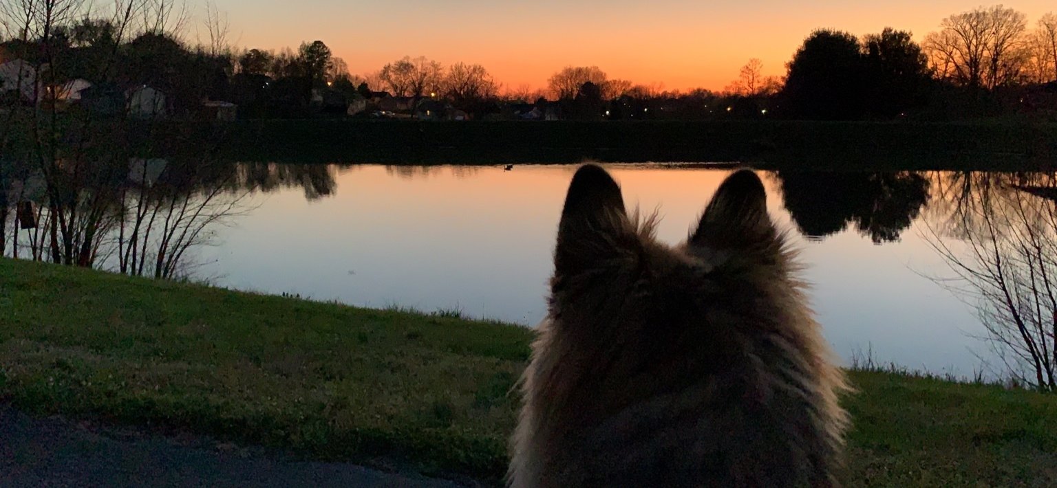 Luna-goosewatch.jpg