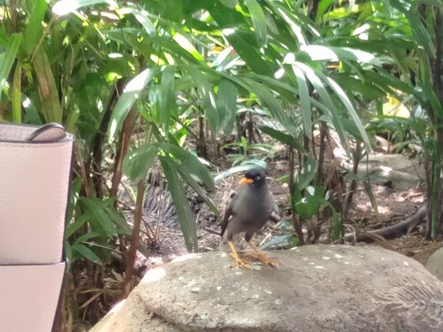 lunchbird.jpg
