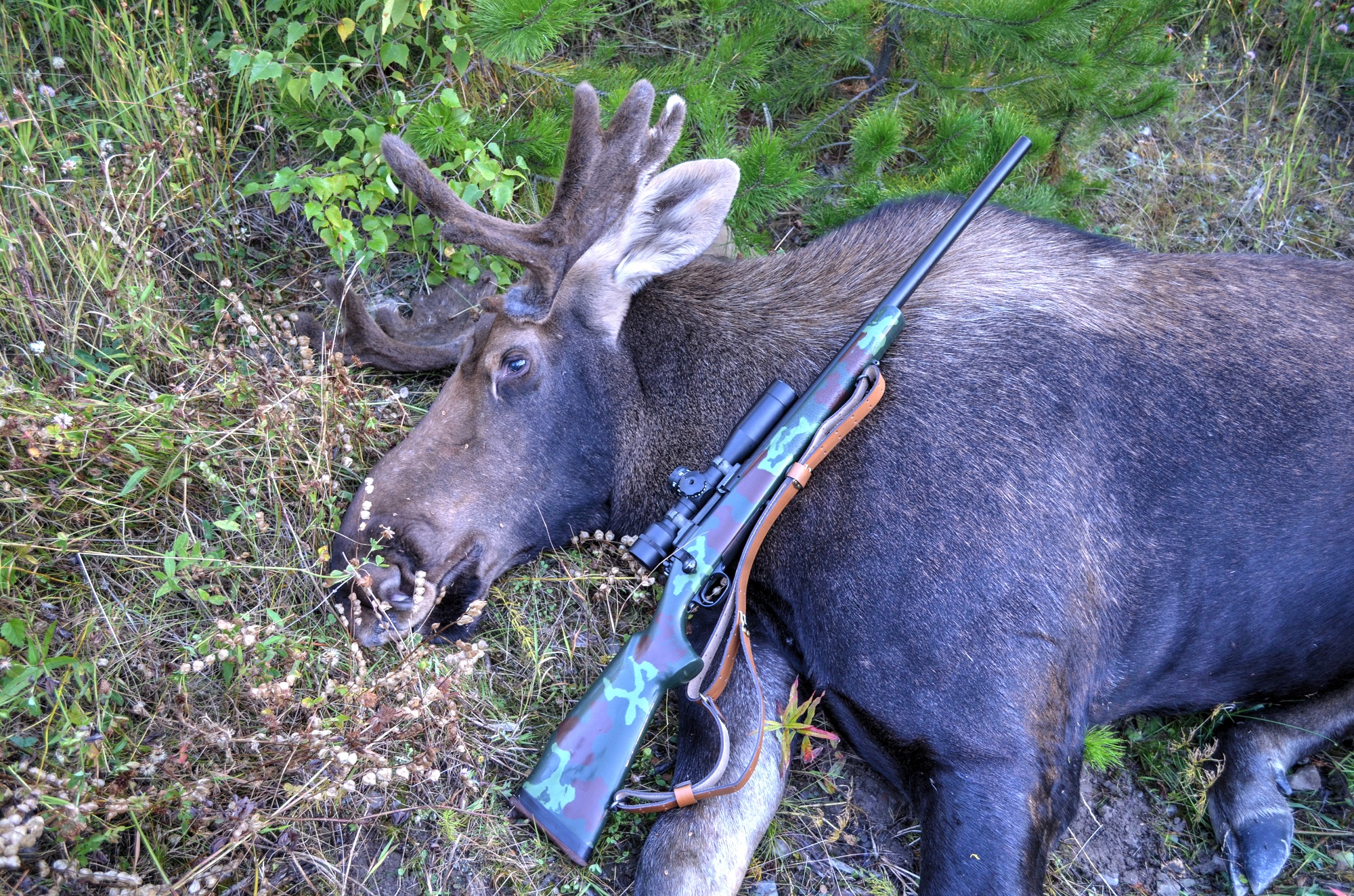 M40A1 vs Moose.jpg