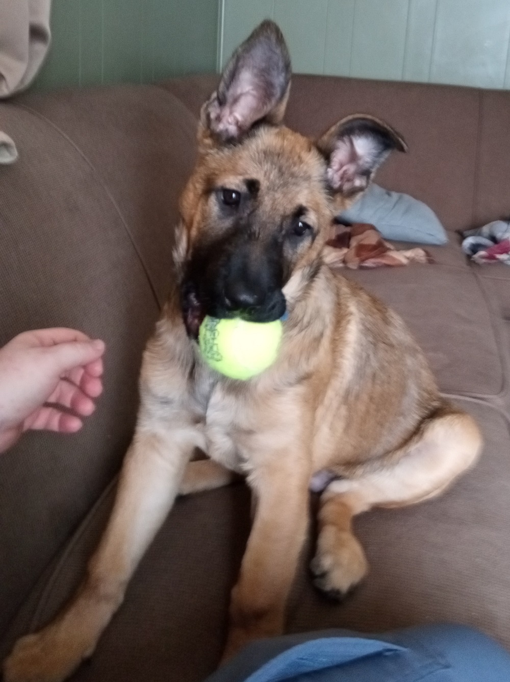 Magua 14 weeks 1.jpg