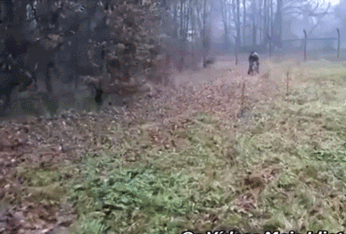 malinios takedown4.gif