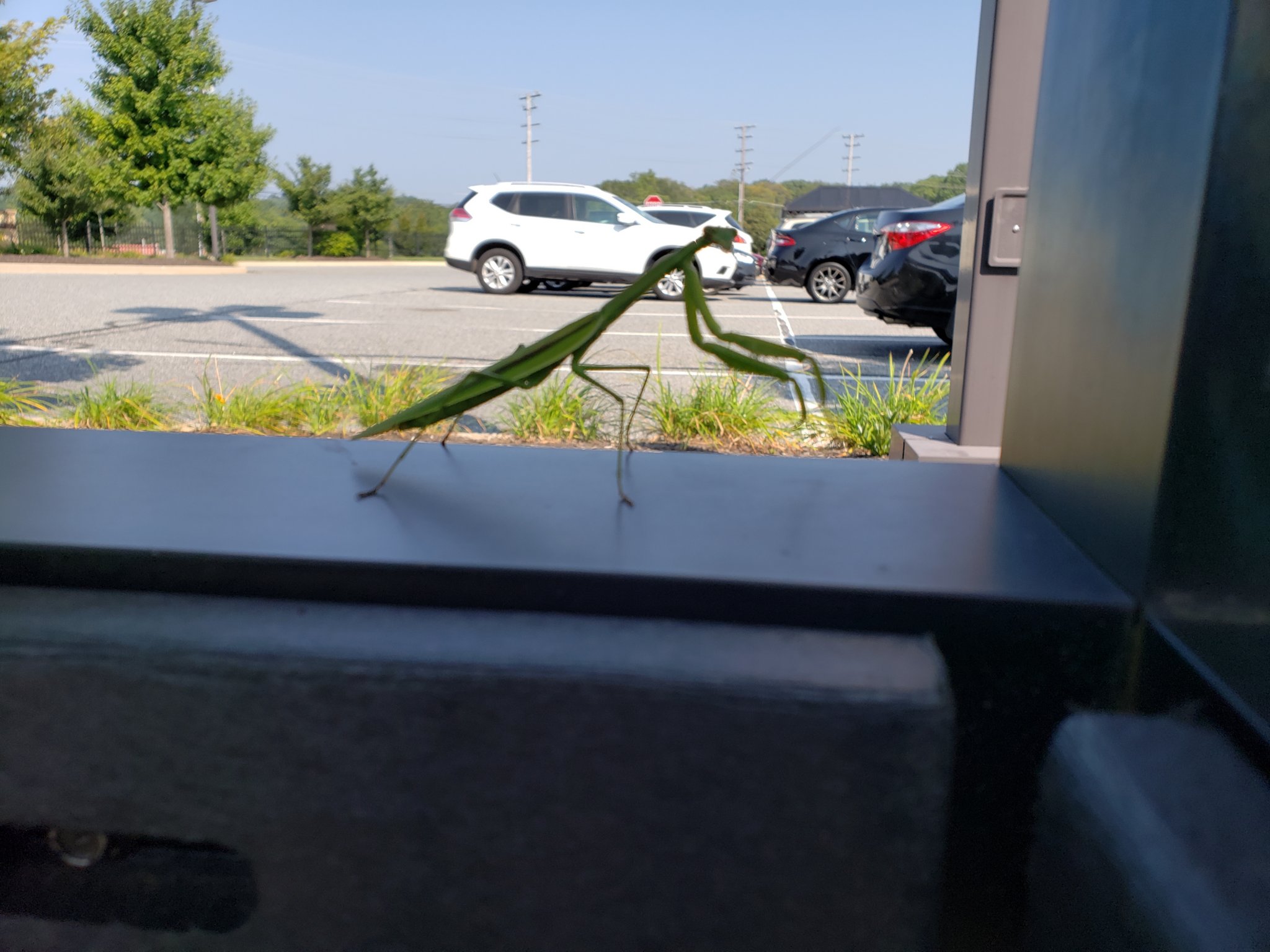 mantis.jpg