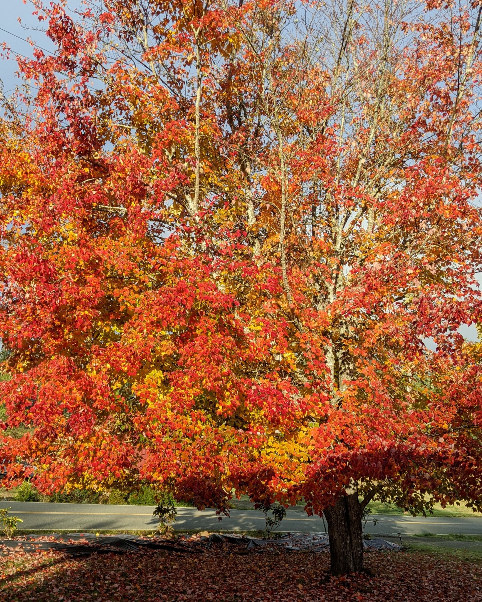 Maple.jpg