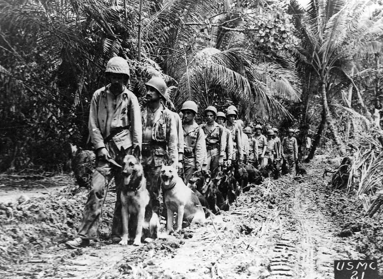 Marine_raiders_and_war_dogs_vs_snipers_Bougainville.jpg