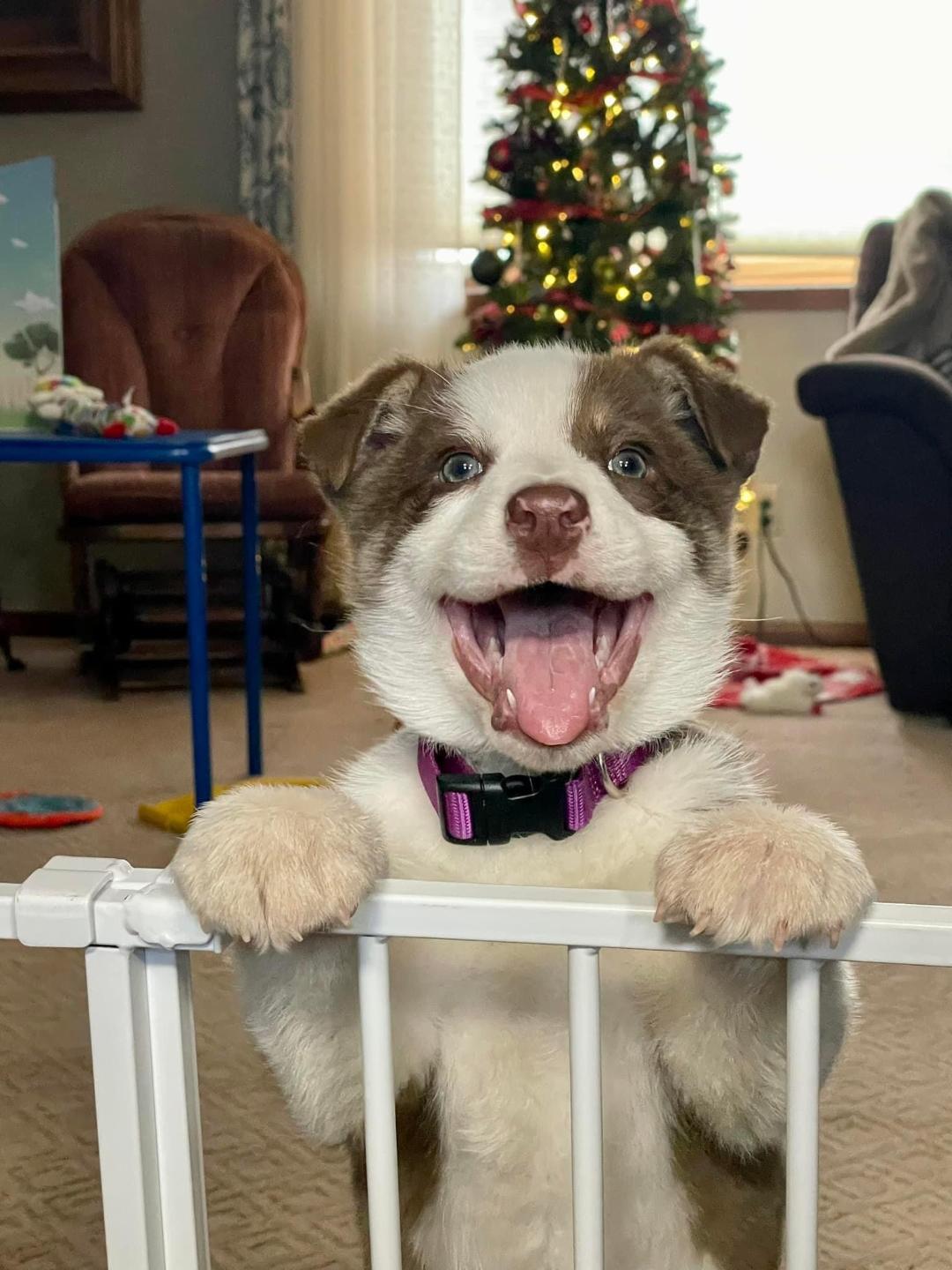 Marks pup 2.jpg