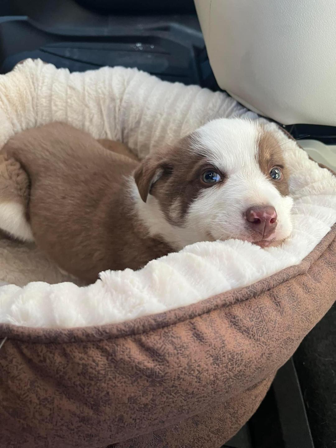 Marks pup.jpg