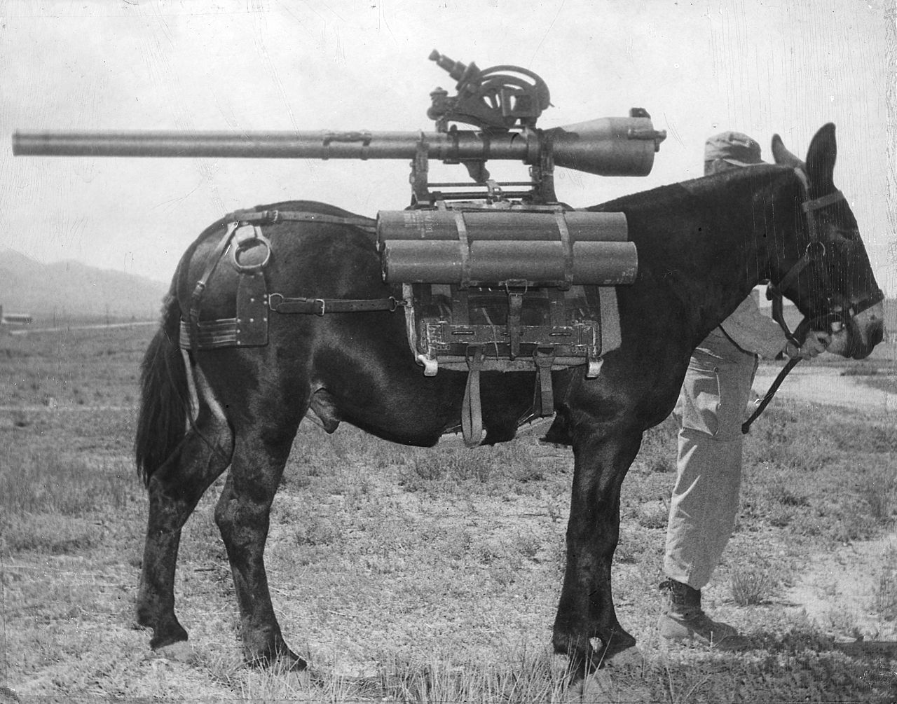 Maultier-mit-Kriegswaffe-und-Munition-im-ersten-Weltkrieg.jpg