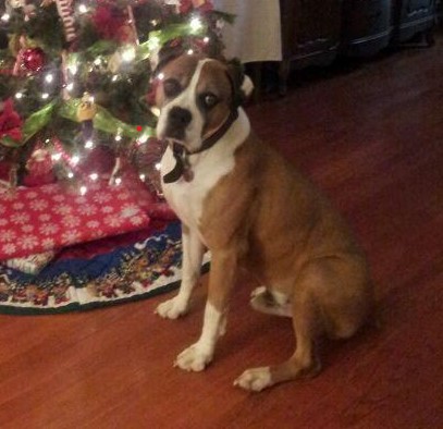 Max_Christmas.jpg