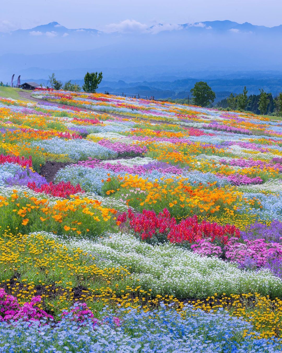 meadow flowers.jpeg