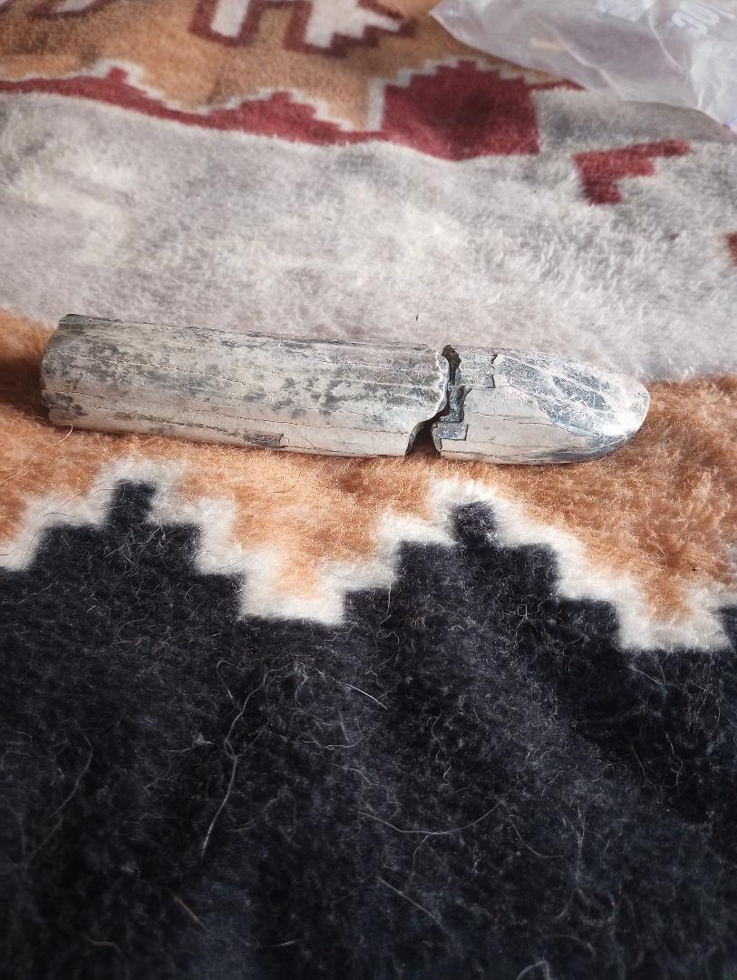 mini elephant tusk.jpg