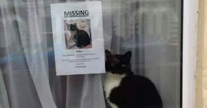 missing-cat-poster-found-next-fb__700.jpg