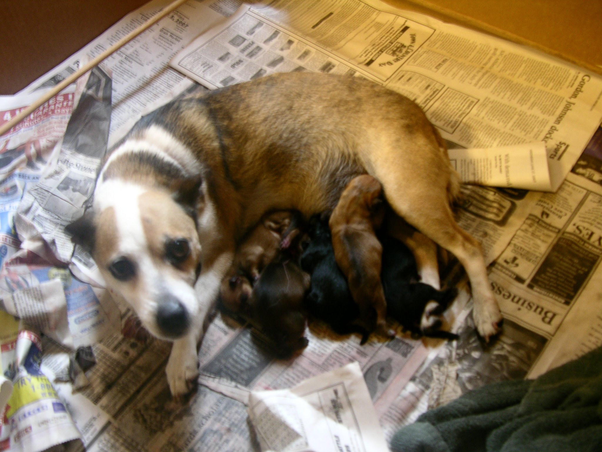 Missy with her litter.jpg