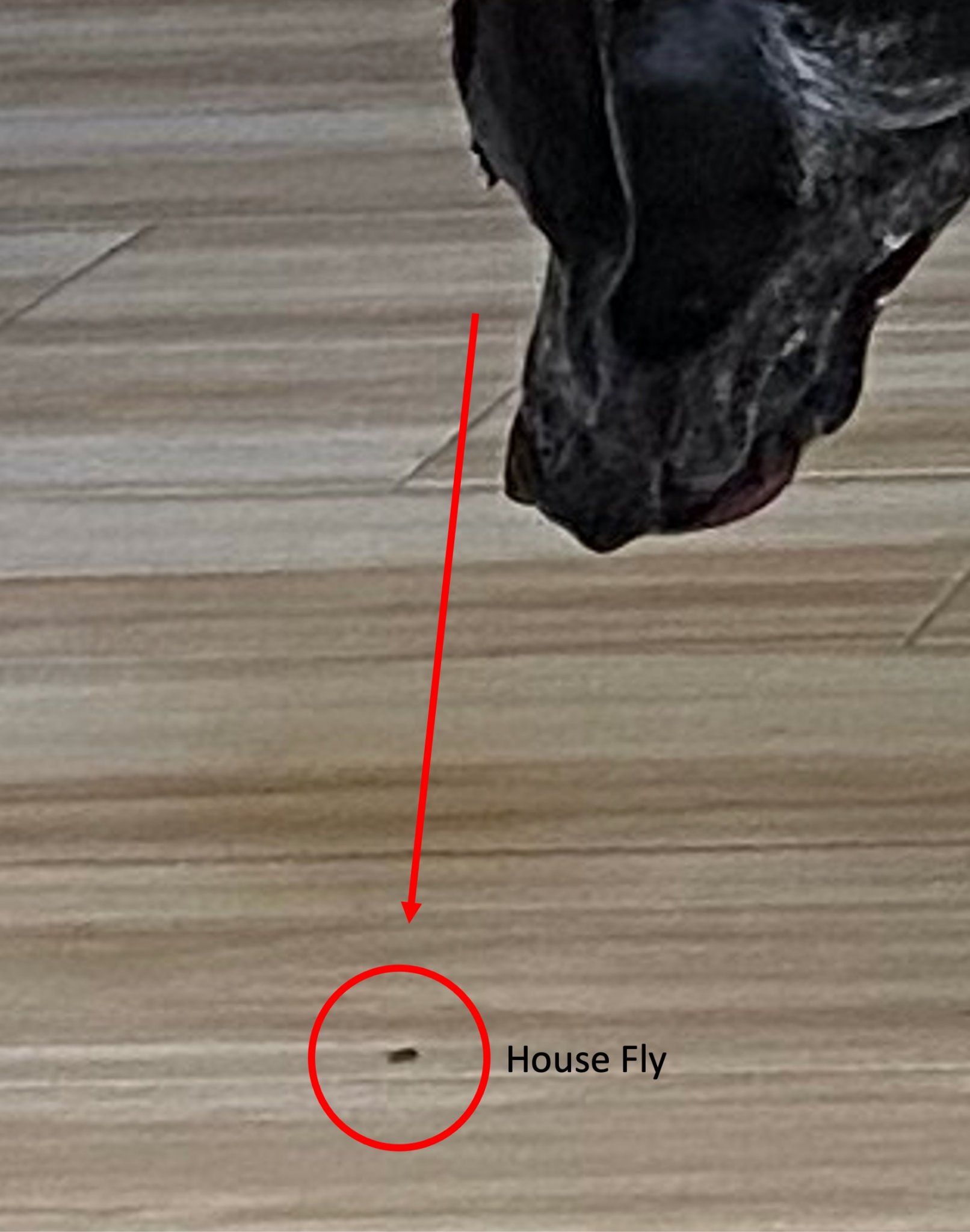 Molly Super Close.jpg