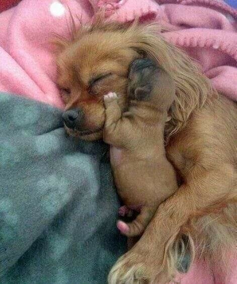 mom pup.jpeg