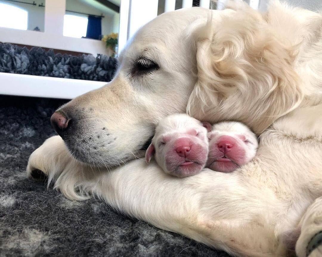 mom pups.jpeg