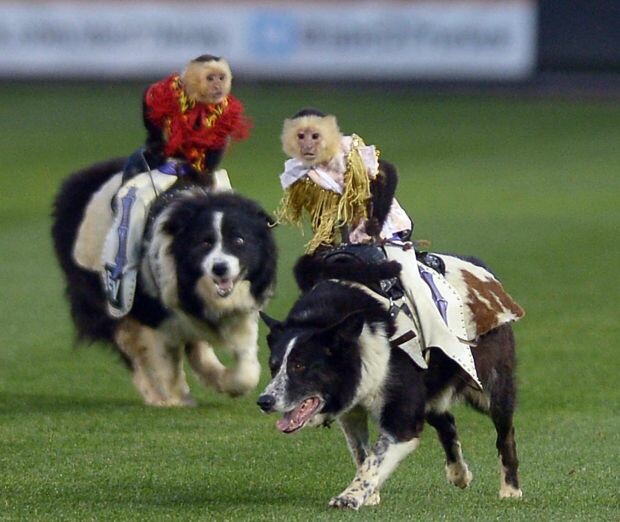 monkey dog.jpg