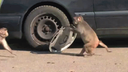 monkey hubcap.gif