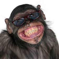 monkey.jpg