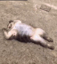 monkey medics.gif