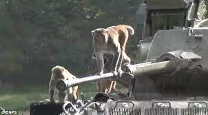 monkey tank 2.jpg
