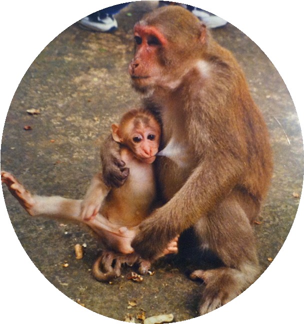 monkeys-momandbaby.jpg