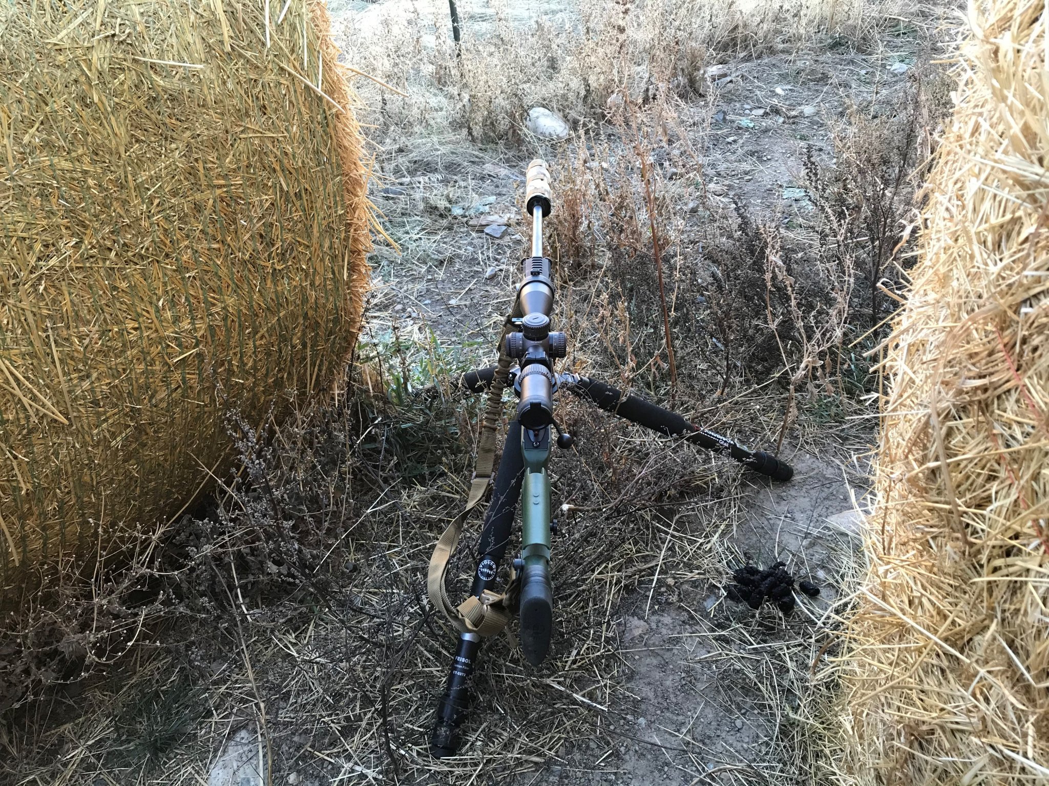 Montana Deer 2020.jpg