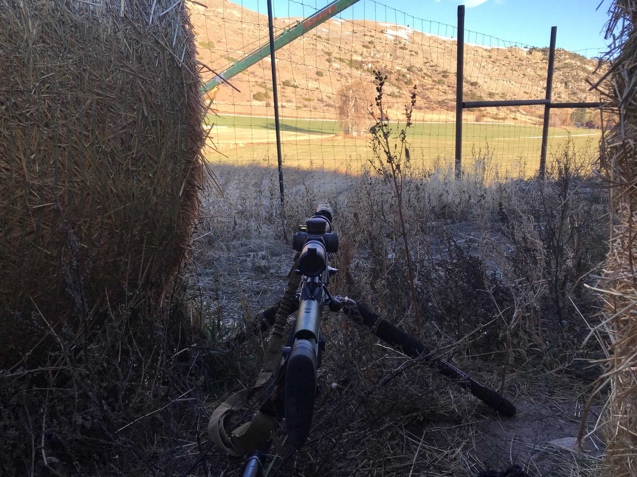 Montana Deer 2020_2.jpg