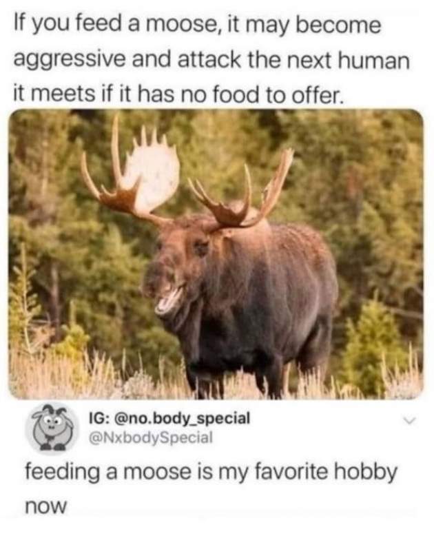 moose.jpg