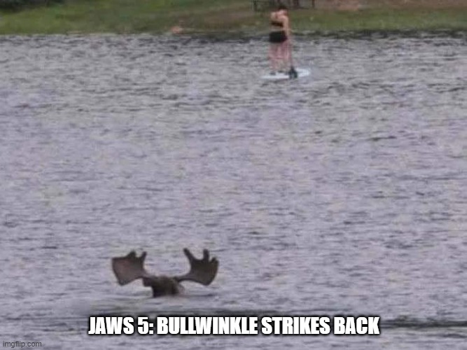 moose1.jpg
