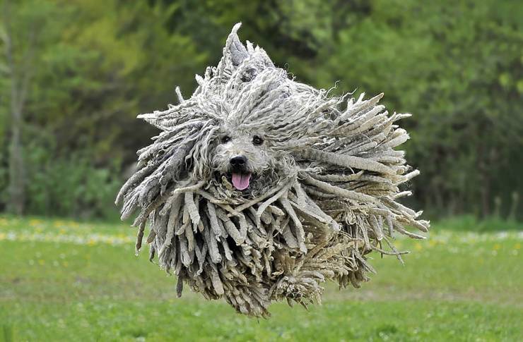 mop dog.jpeg