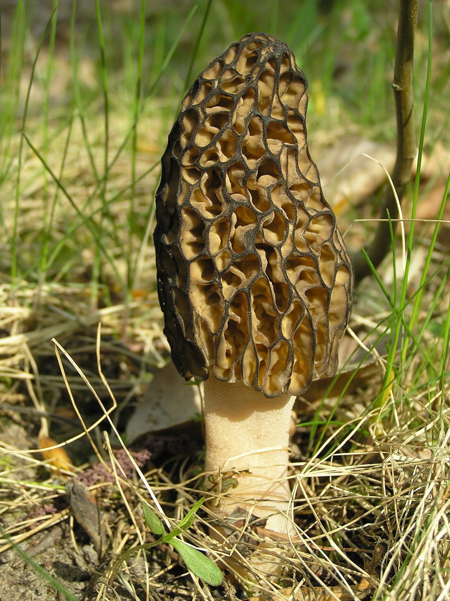 Morchella_conica_1_beentree.jpg