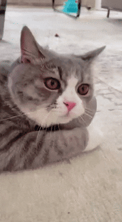morning_gifdump_46_22.gif