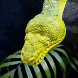 morning_gifdump_49_10.gif