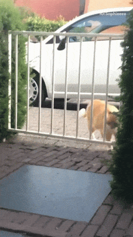 morning_gifdump_657_22.gif