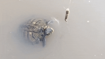 morning_gifdump_76_04.gif